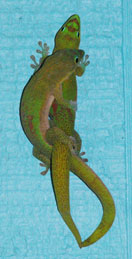 gecko mating at our b&b big island hawaii