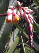 ginger flower with gecko at dragonflyranch bed and breakfast