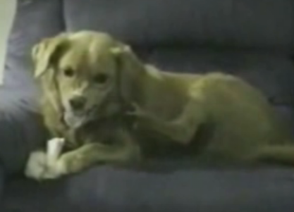 Silly dog